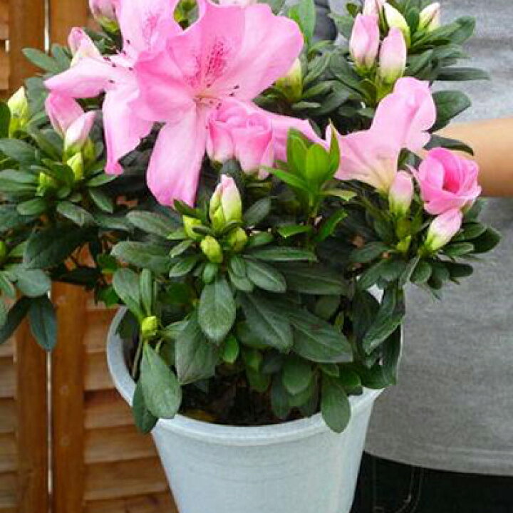 楽天市場 優しいピンクの花が豪華 アザレア ロザリー5号 鉢花 母の日 花 ガーデニング岐阜緑園