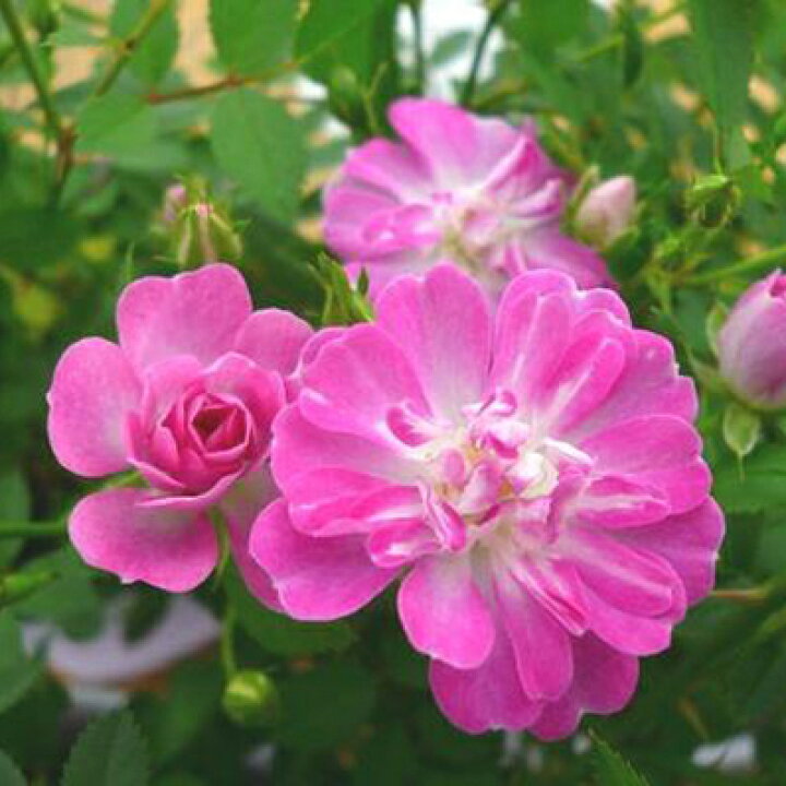 楽天市場 ミニバラ 薔薇 レンゲローズ3 5号鉢植え ピンクの花が魅力 四季咲き性で通年楽しめる花です 鉢花 鉢植え 薔薇 販売 通販 種類 ピンク 母の日 花 ガーデニング岐阜緑園
