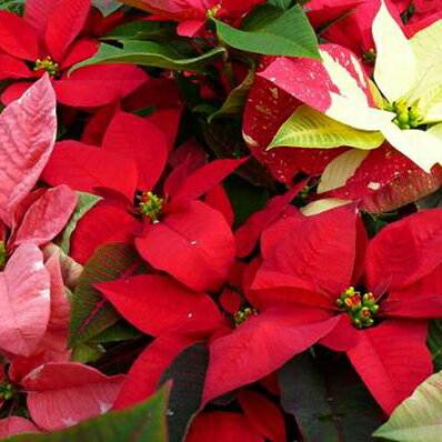 楽天市場 ポインセチア2色 寄せ植え5号鉢 ひと鉢でふたつの色を楽しめるクリスマスフラワー 鉢花 ミックス 鉢植え 寄植え 母の日 花 ガーデニング岐阜緑園 楽天市場 ポインセチア2色 寄せ植え5号鉢 ひと鉢でふたつの色を楽しめるクリスマスフラワー 鉢花 ミックス 鉢植え 寄植え 母の日 花 ガーデニング岐阜緑園