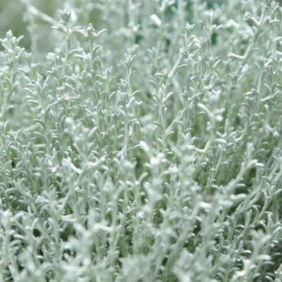 楽天市場 寄せ植えのワンポイントに カロケファルス シルバーブッシュ苗 花苗 母の日 花 ガーデニング岐阜緑園