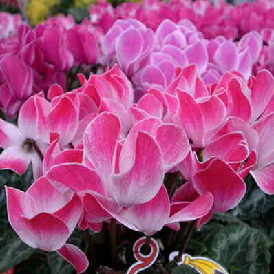 楽天市場 シクラメン アケボノ5号鉢植え 底面給水鉢で管理簡単 パステル系の花色が魅力です ギフトにも最適 出来の素晴らしいシクラメンです 鉢花 母の日 花 ガーデニング岐阜緑園