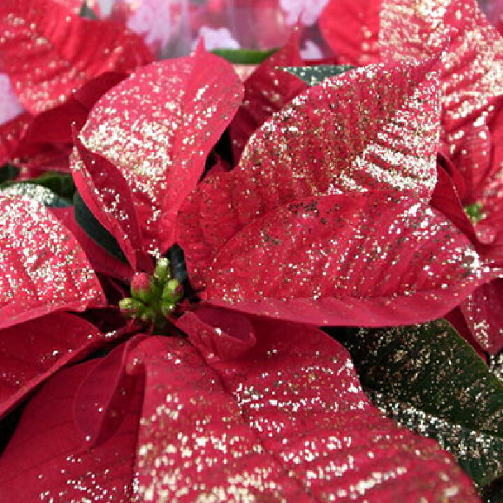 楽天市場 ポインセチア ラメ5号鉢植え キラキラ輝くラメが素敵 ボリューム満点 鉢花 クリスマス フラワー 花 葉 赤 母の日 花 ガーデニング岐阜緑園