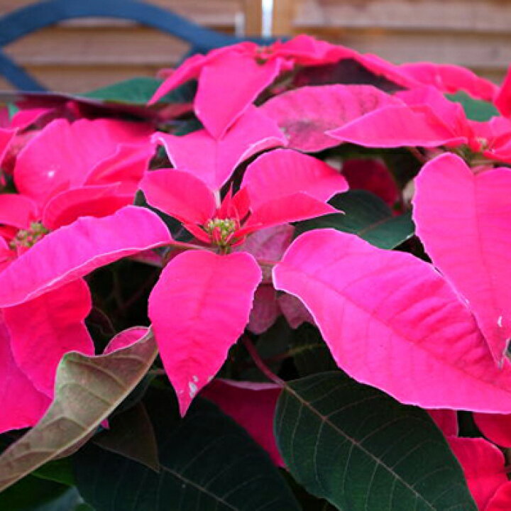 楽天市場 プリンセチア ルージュ5号鉢植え ボリューム満点 ポインセチア 鉢 鉢花 クリスマス 母の日 花 ガーデニング岐阜緑園