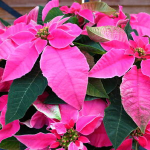 vZ`A@zbgsN5A{[_y|CZ`A zyԁzyNX}Xz