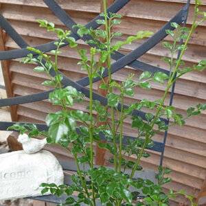 トネリコ 苗の人気商品 通販 価格比較 価格 Com