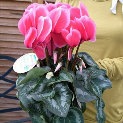 楽天市場 シクラメン リップスピンク5号サイズ 鉢花 花弁の縁取りが素敵な花 ギフトに最適 鉢植え 販売 通販 種類 母の日 花 ガーデニング岐阜緑園