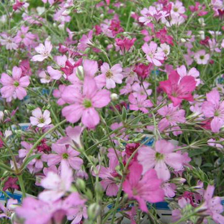 楽天市場 かすみ草 カスミ草 コペンハーゲン苗3株 花苗 多年草 ブーケ 小花 カスミソウ 販売 通販 種類 母の日 花 ガーデニング岐阜緑園