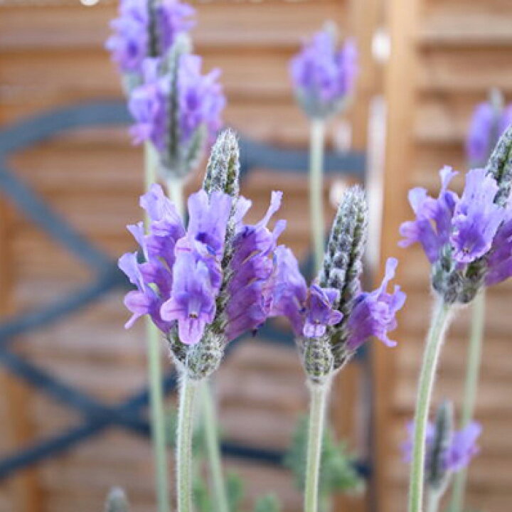 楽天市場 四季咲きラベンダー レースラベンダー5号 鉢花 ハーブ 母の日 花 ガーデニング岐阜緑園
