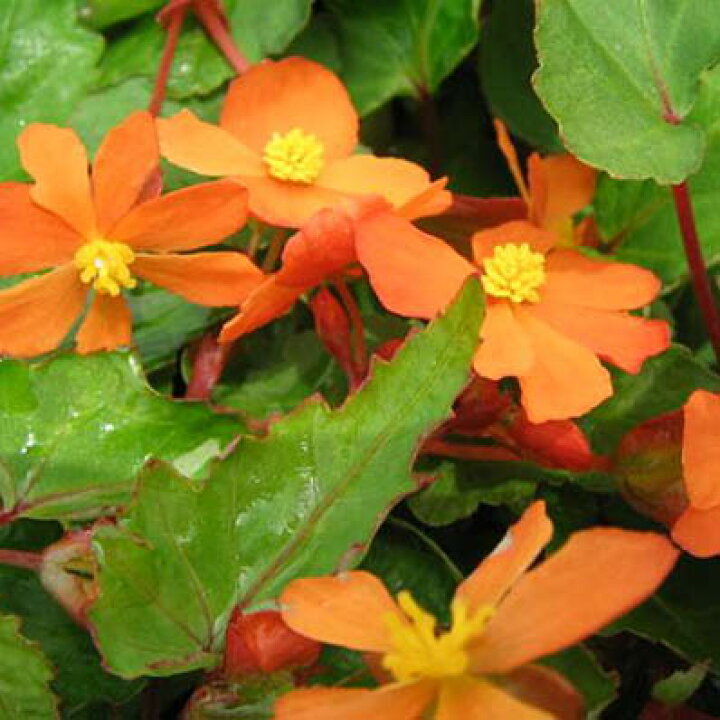 楽天市場 ベコニア サザランディー 花苗 垂れ下がるように咲くオレンジの花がとても可愛いく半日陰を好むので室内の明るい所でよく育ちます 販売 通販 種類 母の日 花 ガーデニング岐阜緑園