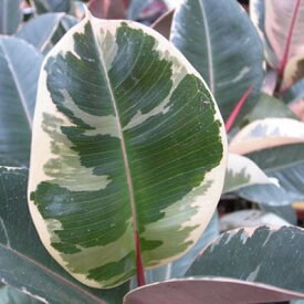 斑入りゴムの木 ティネケ4号サイズ 観葉植物 ゴムの木 ティネケ 室内に最適で斑入り葉が面白い植物 ゴムの木 ティネケ 鉢植え ゴムの木 販売 通販 種類