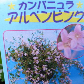 楽天市場 花の苗 ハンギングの通販