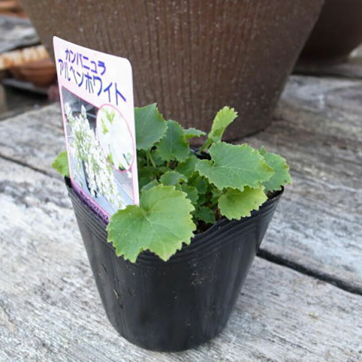 楽天市場 カンパニュラ アルペンホワイト苗 枝垂れ咲く星型の花が魅力 スタンド鉢 ハンギング 寄せ植えに人気 多年草 花苗 花 フラワー 販売 通販 種類 母の日 花 ガーデニング岐阜緑園