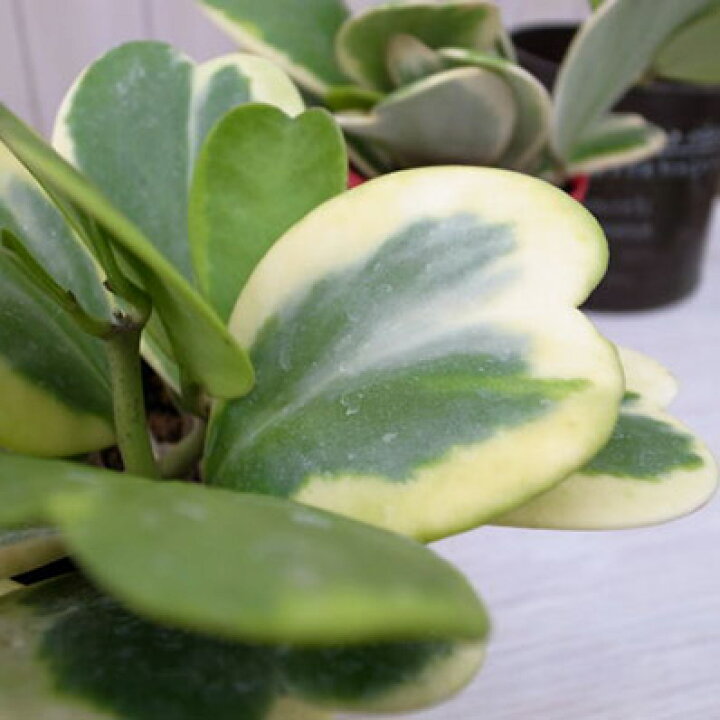 楽天市場 斑入り ホヤ ラブラブハート3 5号 観葉植物 サボテン ハート型の葉 販売 通販 種類 サボテン同様水管理も容易 母の日 花 ガーデニング岐阜緑園