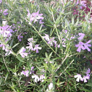 I[XgA [Y}[EFXgMA5A  n[u Β [Y}[ ̔ ʔ 