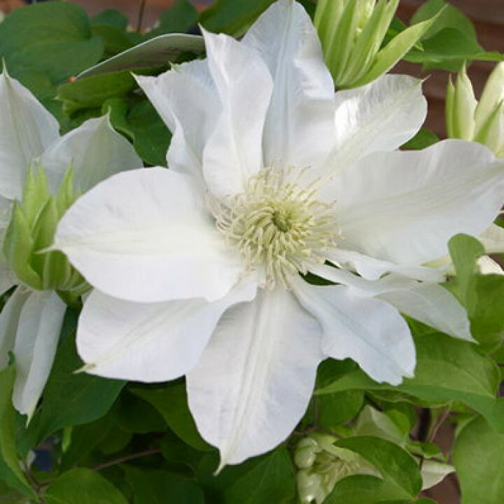楽天市場 クレマチス 北浜5号サイズ 鉢植え 鉢花 ギフト プレゼントに純白の花が魅力 販売 通販 種類 母の日 花 ガーデニング岐阜緑園