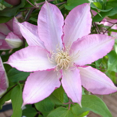 楽天市場 クレマチス 阿吹5号サイズ ピンクの縁取りが魅力的な花 鉢植え 鉢花 ギフト プレゼントに純白の花が魅力 販売 通販 種類 母の日 花 ガーデニング岐阜緑園