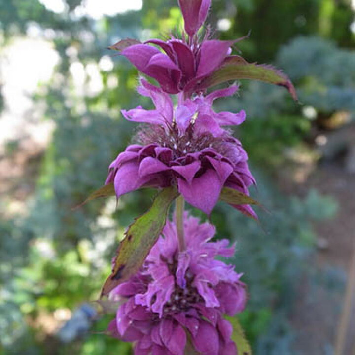 楽天市場 風にそよぐ草花 モナルダ ベルガモ苗 花苗 母の日 花 ガーデニング岐阜緑園