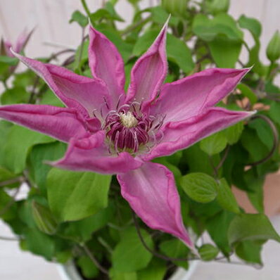 楽天市場 ピンク系の花が魅力 クレマチス 仁井田5号鉢植え 鉢花 ギフト 母の日 花 ガーデニング岐阜緑園