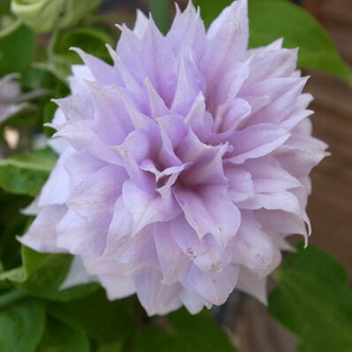 楽天市場 豪華な八重咲きが魅力 クレマチス ベルオブウォーキング6号鉢植え 鉢花 母の日 花 ガーデニング岐阜緑園