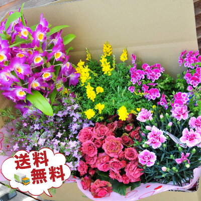 すべての美しい花の画像 最高鉢植え 花 通販