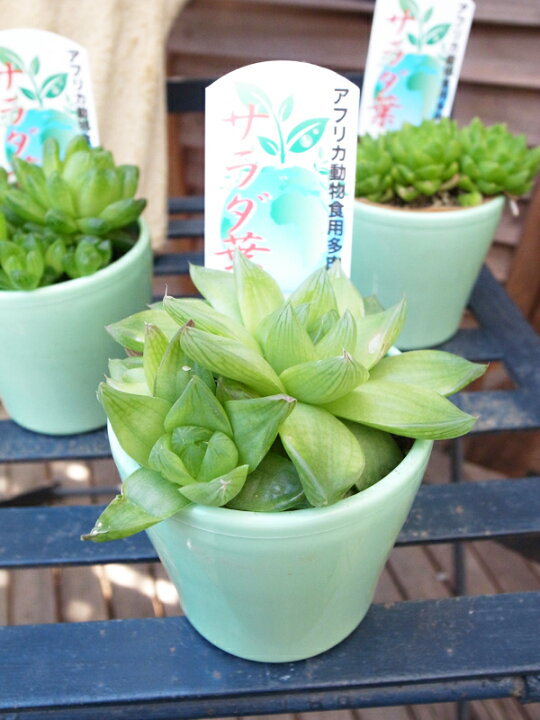 楽天市場 多肉植物 ハオルチア サラダ菜 3 5号サイズ 鉢植え 観葉植物 タニクショクブツ 高さ10cmセンチ アフリカでは動物たちがビタミンと水分補給の為利用している植物 多肉女子 母の日 花 ガーデニング岐阜緑園