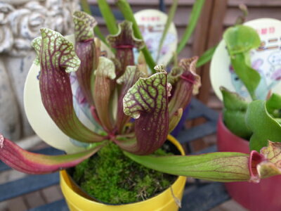 楽天市場 食虫植物 サラセニア 3鉢セット 室内インテリア 母の日 花 ガーデニング岐阜緑園