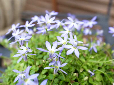 楽天市場 イソトマ原種 あおいたま 3号サイズ 鉢植え 多年草 青色の花 ブルー ガーデニング 母の日 花 ガーデニング岐阜緑園