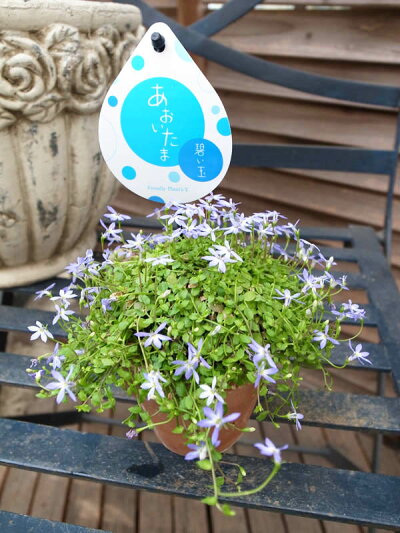 楽天市場 イソトマ原種 あおいたま 3号サイズ 鉢植え 多年草 青色の花 ブルー ガーデニング 母の日 花 ガーデニング岐阜緑園