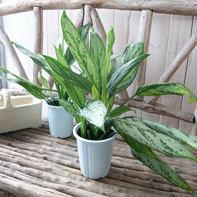 楽天市場 アグラオネマ シルバークイーン 4号サイズ 鉢植え 日陰に強く室内観葉向きの観葉植物 シルバーの斑入り葉 インテリア グリーン 高さ30cm 母の日 花 ガーデニング岐阜緑園