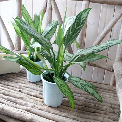 楽天市場 アグラオネマ シルバークイーン 4号サイズ 鉢植え 日陰に強く室内観葉向きの観葉植物 シルバーの斑入り葉 インテリア グリーン 高さ30cm 母の日 花 ガーデニング岐阜緑園