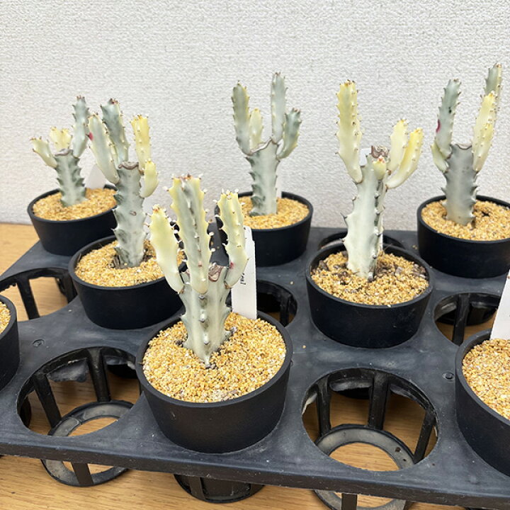 楽天市場】タニクショクブツ 希少 多肉植物 ユーフォルビア ホワイト 