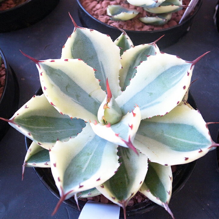 楽天市場】タニクショクブツ 多肉植物 レア品種 アガベ スーパー  