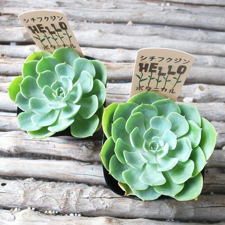 楽天市場 エケベリア 七福神 多肉植物 タニクショクブツ 草幅9cmセンチ程 母の日 花 ガーデニング岐阜緑園