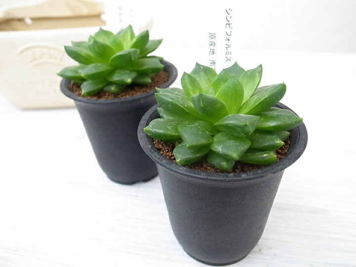 楽天市場 多肉植物 ハオルチア シンビフォルミス Ft Brown Haworthia Cymbiformis タニクショクブツ 販売 通販 多肉女子 母の日 花 ガーデニング岐阜緑園