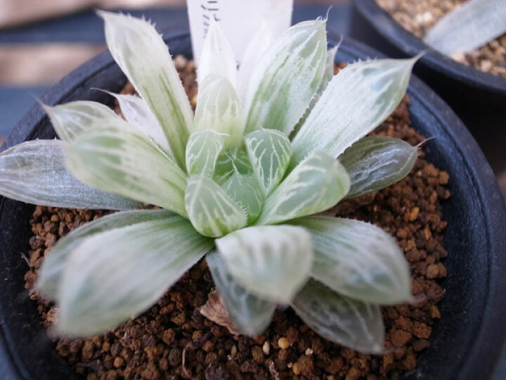 楽天市場】多肉植物 ハオルチア オブツーサ錦 Haworthia obtusa f 