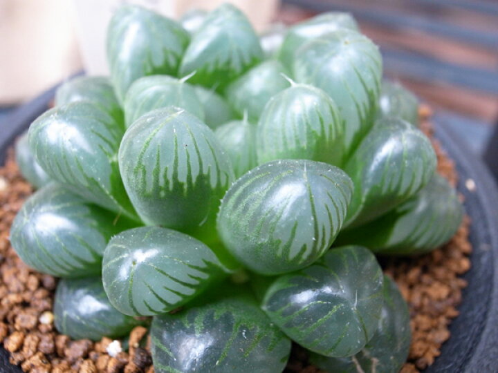 楽天市場 多肉植物 ハオルチア オブツーサ トゥルンカータ Haworthia Obtusa Truncata タニクショクブツ 販売 通販 多肉女子 母の日 花 ガーデニング岐阜緑園
