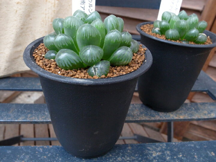 楽天市場 多肉植物 ハオルチア オブツーサ トゥルンカータ Haworthia Obtusa Truncata タニクショクブツ 販売 通販 多肉女子 母の日 花 ガーデニング岐阜緑園