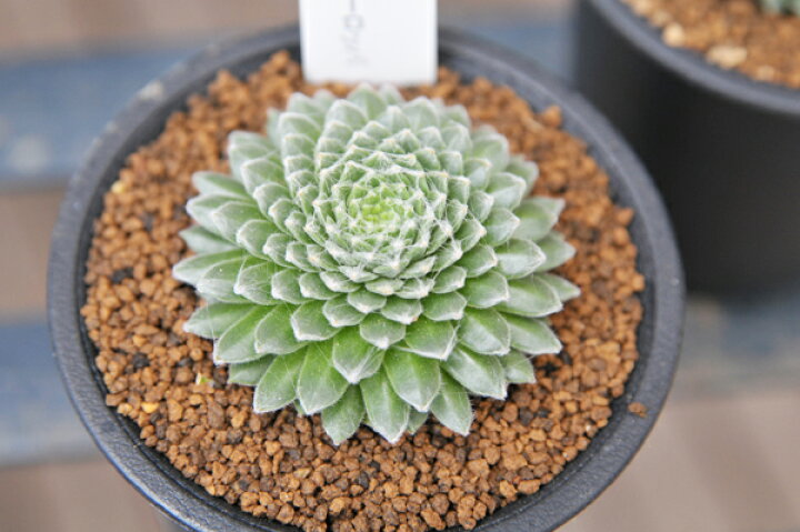 楽天市場 多肉植物 センペルビウム 巻絹 Sempervium Arachnoideum タニクショクブツ 販売 通販 多肉女子 母の日 花 ガーデニング岐阜緑園 楽天市場 多肉植物 センペルビウム 巻絹 Sempervium Arachnoideum タニクショクブツ 販売 通販 多肉女子 母の日 花 ガーデニング岐阜緑園