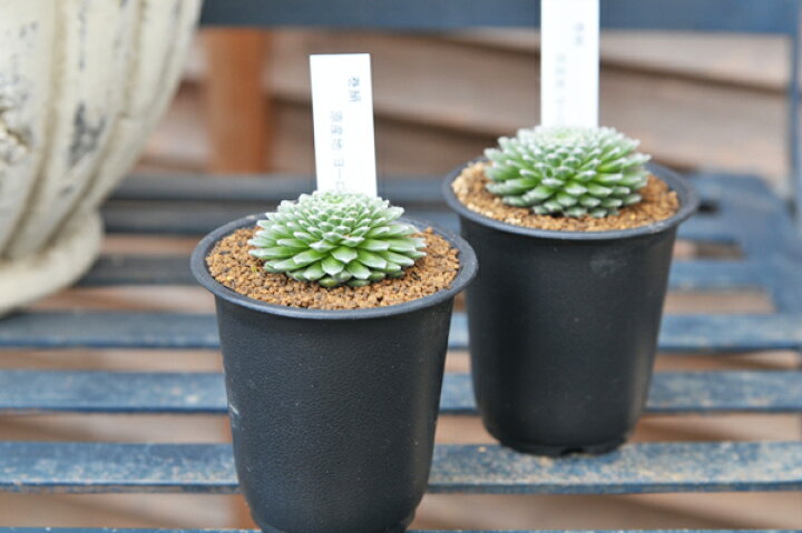 楽天市場 多肉植物 センペルビウム 巻絹 Sempervium Arachnoideum タニクショクブツ 販売 通販 多肉女子 母の日 花 ガーデニング岐阜緑園 楽天市場 多肉植物 センペルビウム 巻絹 Sempervium Arachnoideum タニクショクブツ 販売 通販 多肉女子 母の日 花 ガーデニング岐阜緑園