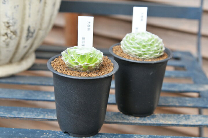 楽天市場 多肉植物 センペルビウム 大巻絹 Sempervium Oomakiginu タニクショクブツ 販売 通販 多肉女子 母の日 花 ガーデニング岐阜緑園 楽天市場 多肉植物 センペルビウム 大巻絹 Sempervium Oomakiginu タニクショクブツ 販売 通販 多肉女子 母の日 花 ガーデニング岐阜緑園