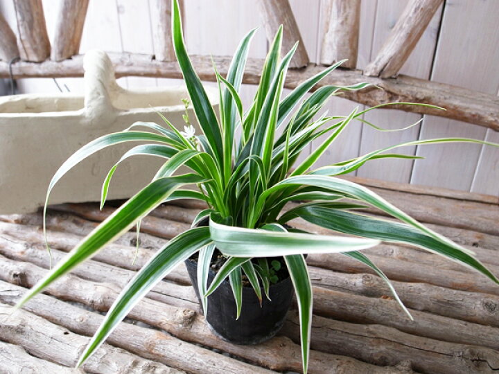 楽天市場 シャムオリヅルラン 苗 インテリア 観葉植物 母の日 花 ガーデニング岐阜緑園