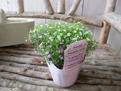 楽天市場 カスミソウ ジプシーミックス 寄せ苗 かすみ草 ピンクとホワイトのミックス植え 母の日 花 ガーデニング岐阜緑園