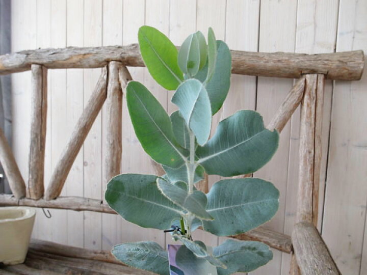 楽天市場 ユーカリ ブレウロカルパ 5号サイズ 鉢植え 白銀の葉と茎が美しく切り花としても人気の品種 母の日 花 ガーデニング岐阜緑園