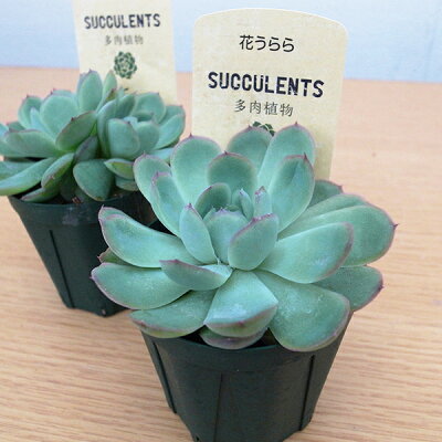 楽天市場 多肉植物 エケベリア 花うらら 2 5号 タニクショクブツ 多肉女子 楽天 母の日 花 ガーデニング岐阜緑園