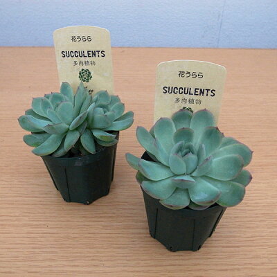 楽天市場 多肉植物 エケベリア 花うらら 2 5号 タニクショクブツ 多肉女子 楽天 母の日 花 ガーデニング岐阜緑園