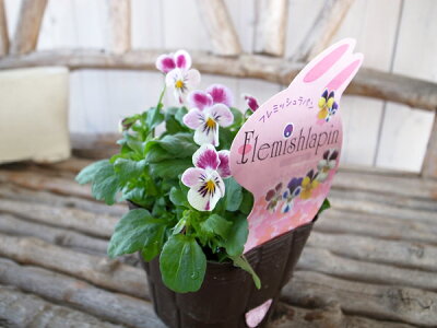 楽天市場 ビオラ ピンクラビット 3 5号 ビオラ 苗 春にはよりたくさんの花を咲かせます 花芽付ポット ビオラ苗 母の日 花 ガーデニング岐阜緑園