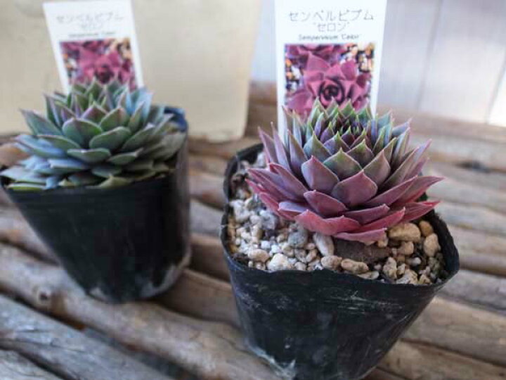 楽天市場】紅葉センペルビウム セロン 3号 多肉植物 タニクショクブツ