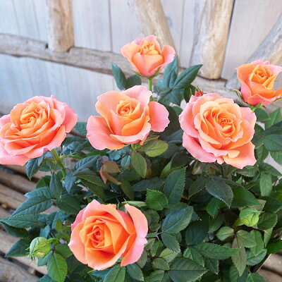 ミニバラ アロハコルダーナ 3 5号鉢 ミニバラの中でも大輪の種類 色鮮やかなオレンジにイエローが混じる花 母の日 花 ガーデニング岐阜緑園