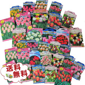   `[bv40Zbg ς炫i// `[bv/`[bv /v[g///a/Ε/NX}X//Aւ/I_/xRY/