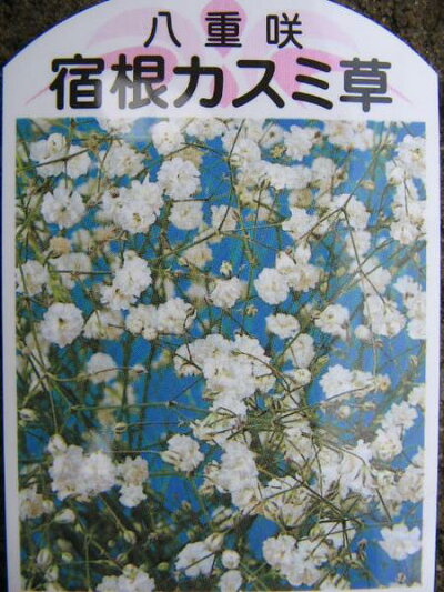 楽天市場 かすみ草 宿根八重咲カスミソウ 切花やドライ ブーケに丈夫な宿根草で毎年素敵な花を咲かせてくれます 花苗 かすみ草 カスミソウ 販売 通販 種類 母の日 花 ガーデニング岐阜緑園